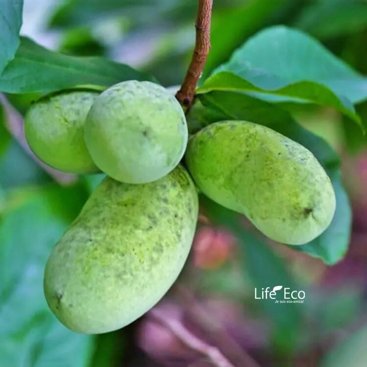 Amazon | 庭木・植木 ポポー（ポーポー） 5年生苗【実生】 2本立